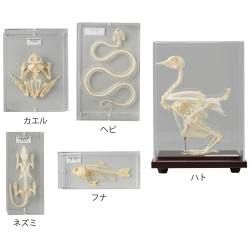 セキツイ動物骨格標本 5VT【りかなび】ケニス株式会社