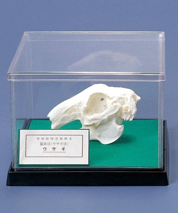 頭骨標本（ウサギ） RH【りかなび】ケニス株式会社