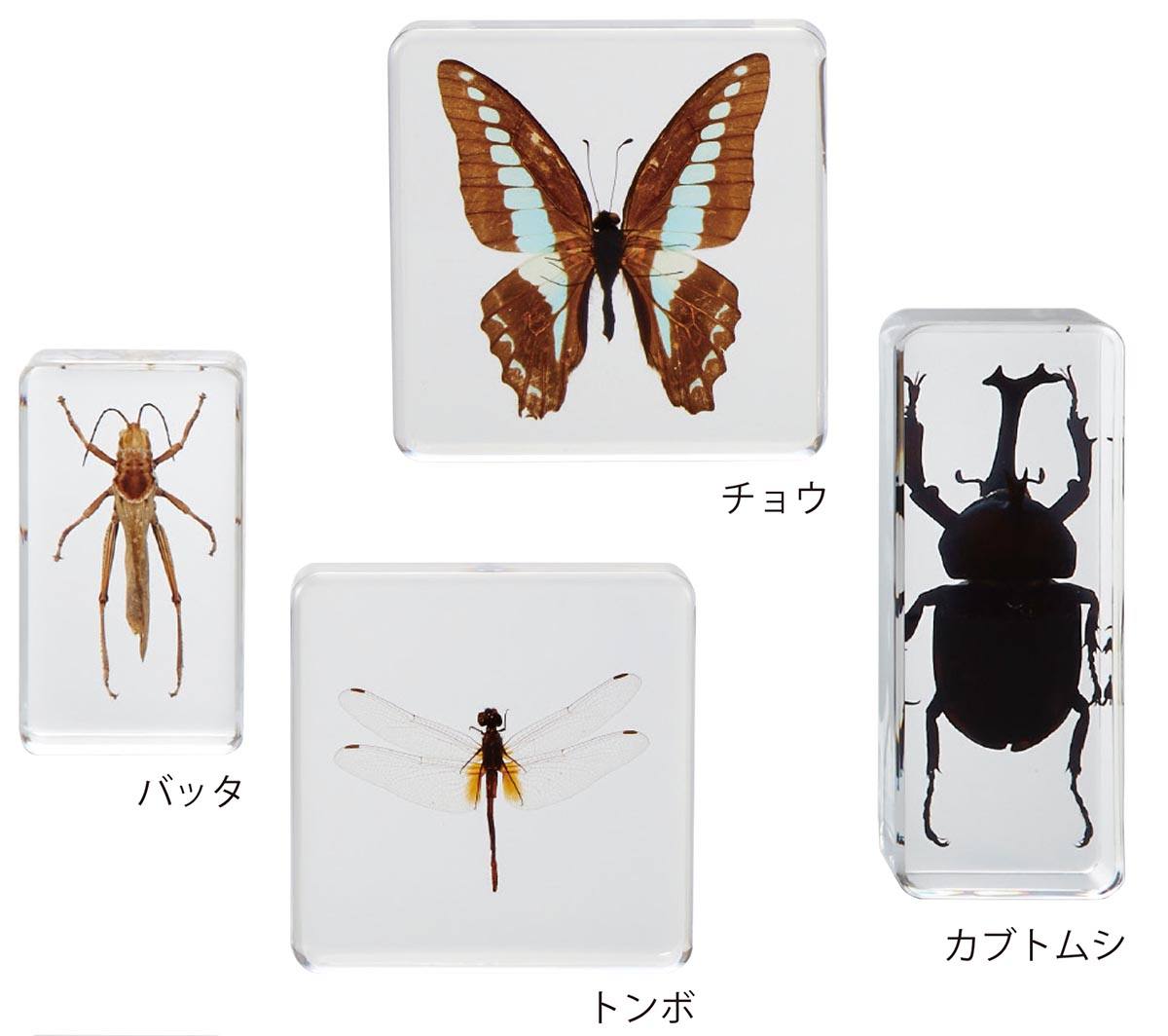 プラスチック封入 昆虫標本 PFKH（4種）【りかなび】ケニス株式会社