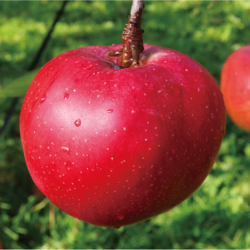 美紅（みく）・HFF33 - りんご大学