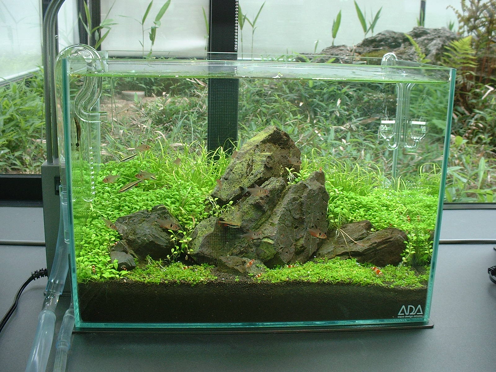 万天石アクアリウムADA 山谷石 アクアリウム ADA 石組レイアウト 水草