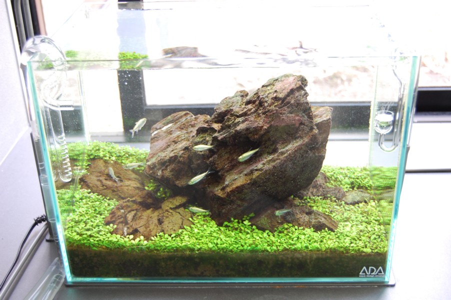 ADA 万天石 【公式通販】