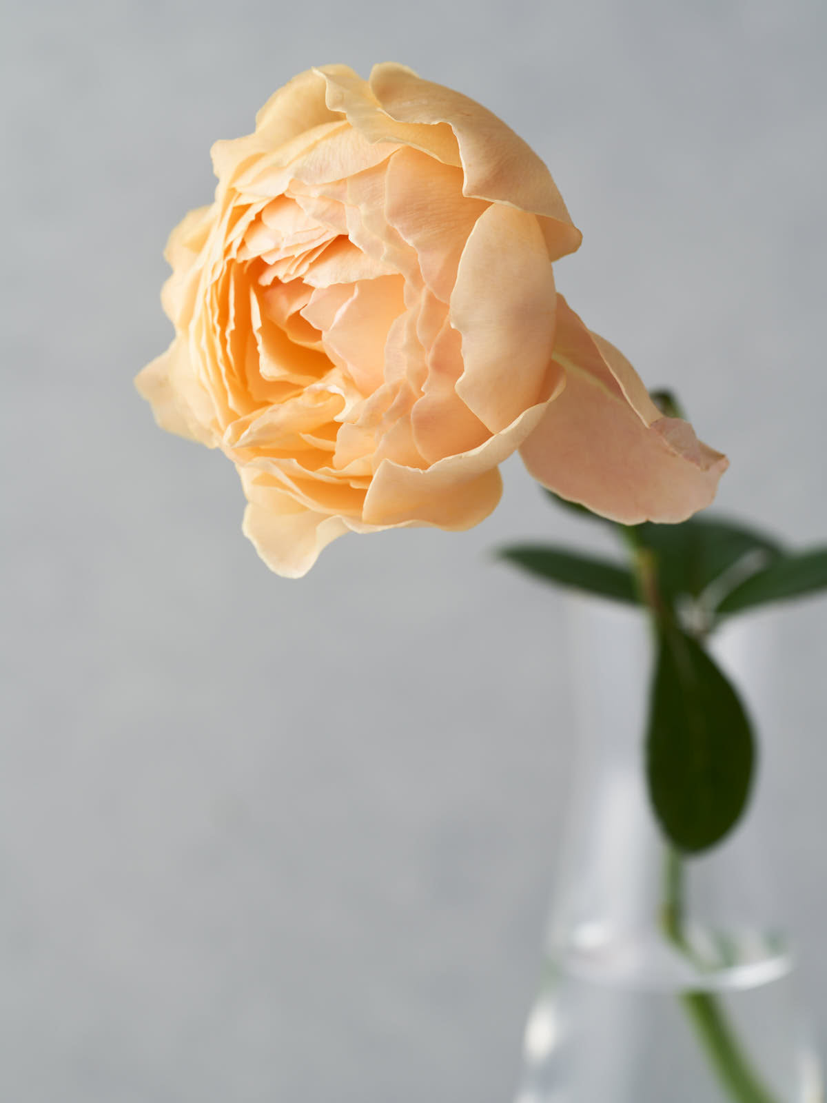 薔薇姫様 リクエスト 2点 まとめ商品 【公式通販】