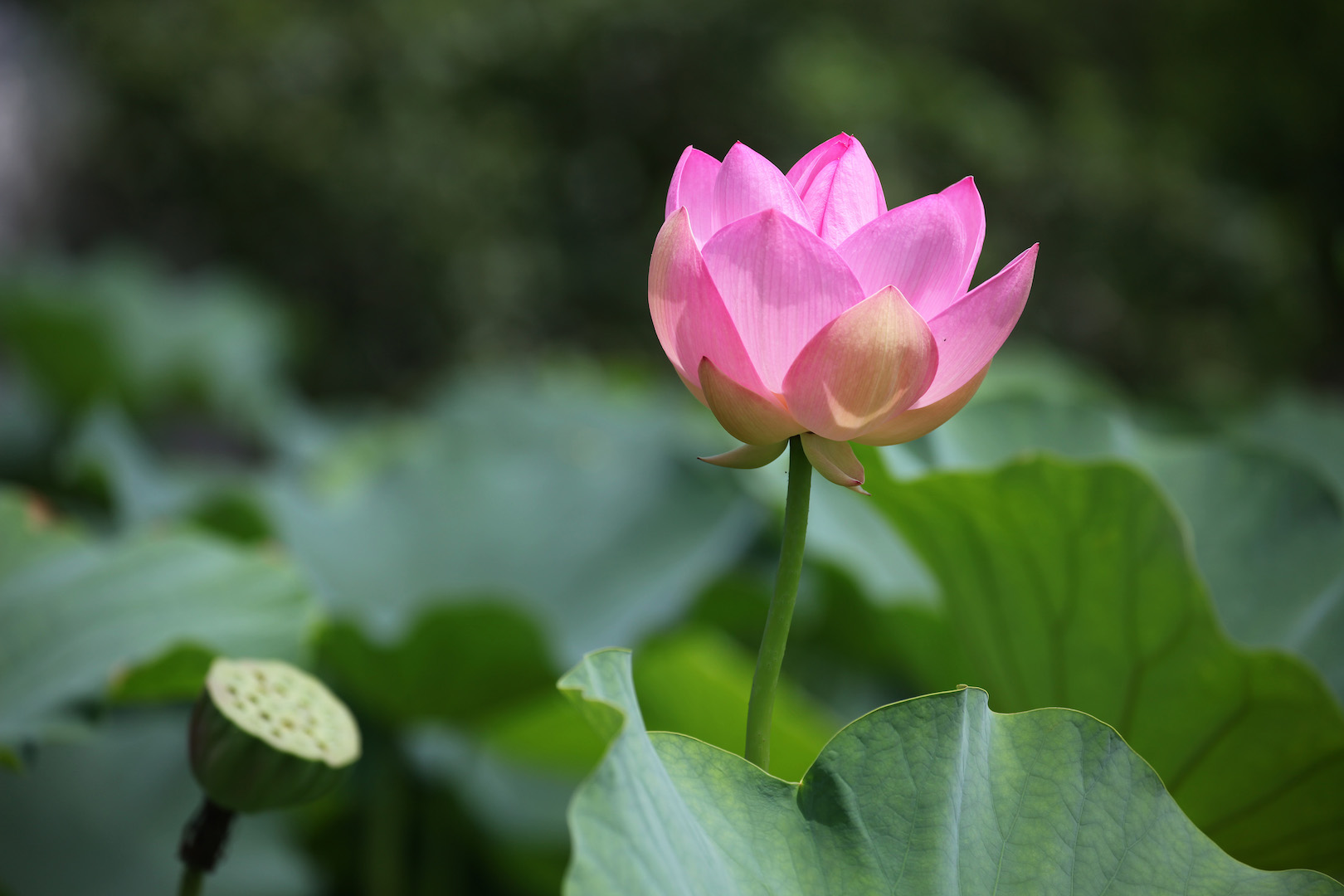 蓮の花 | 輪島塗の老舗 輪島屋善仁 | Wajimaya Zenni
