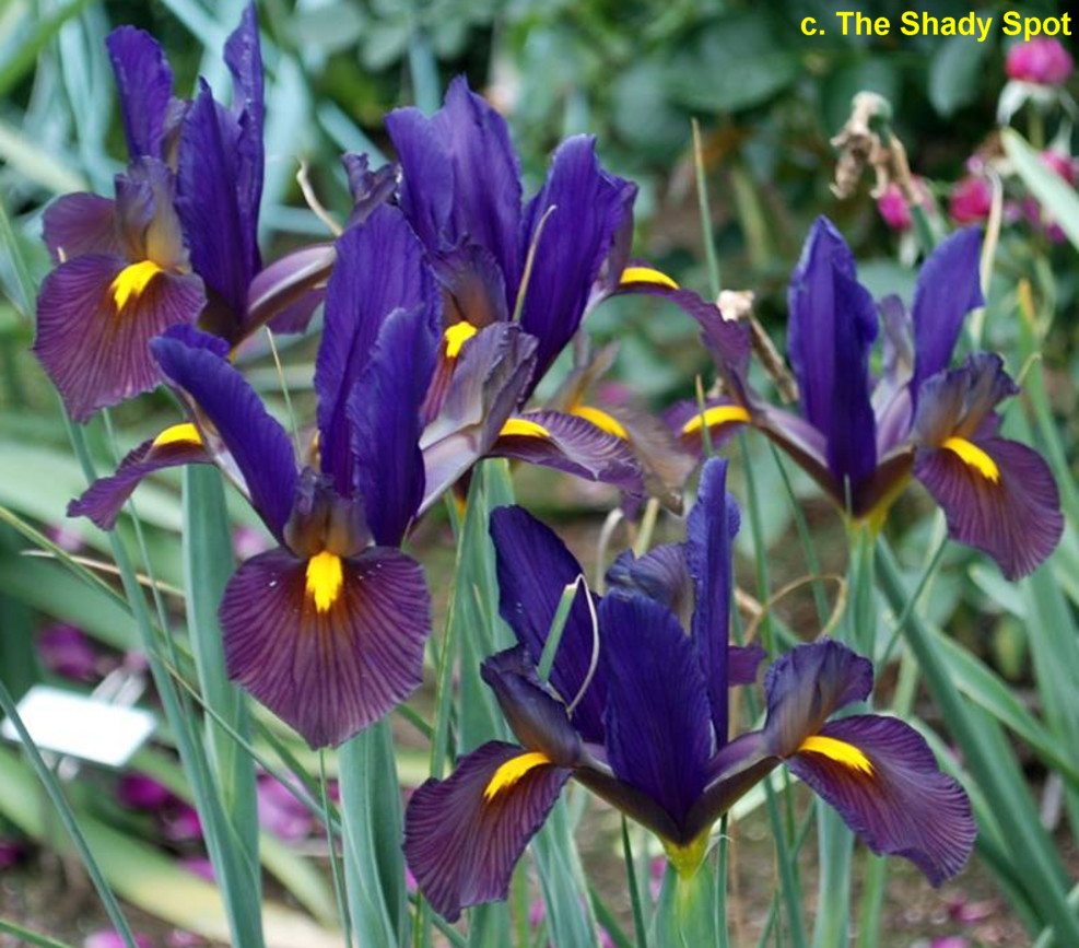 SpxEyeOfTheTiger < Main/Spx < Iris Wiki