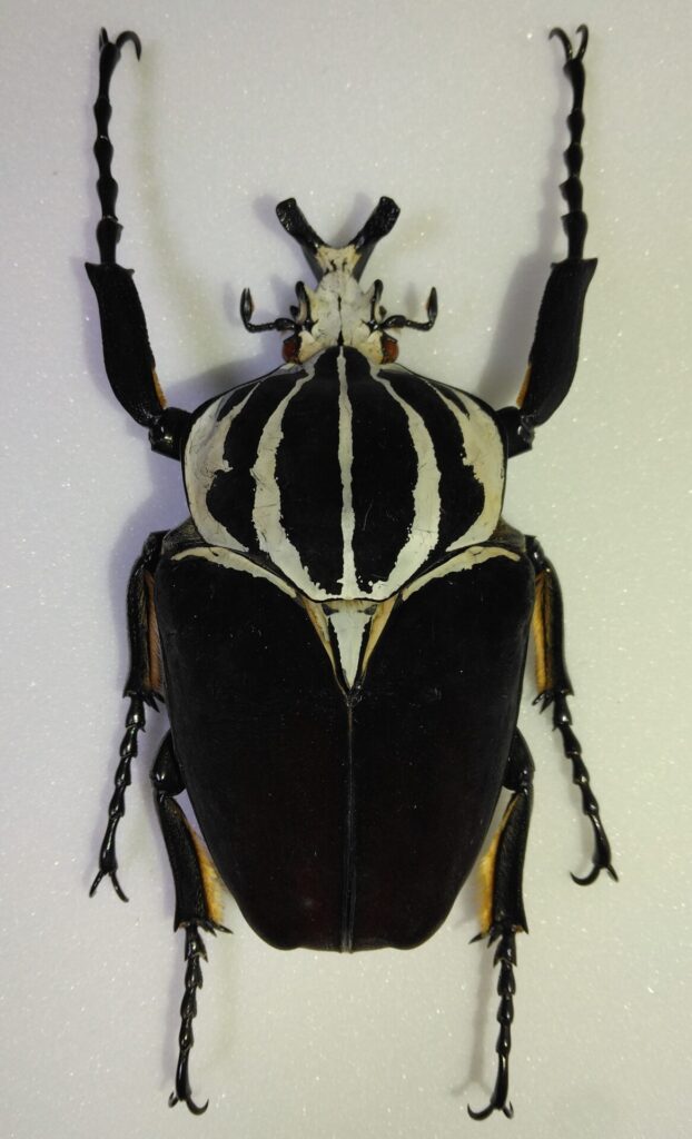 Yahoo!オークション - 昆虫標本 大型 ゴライアスオオツノハナムグリ 標