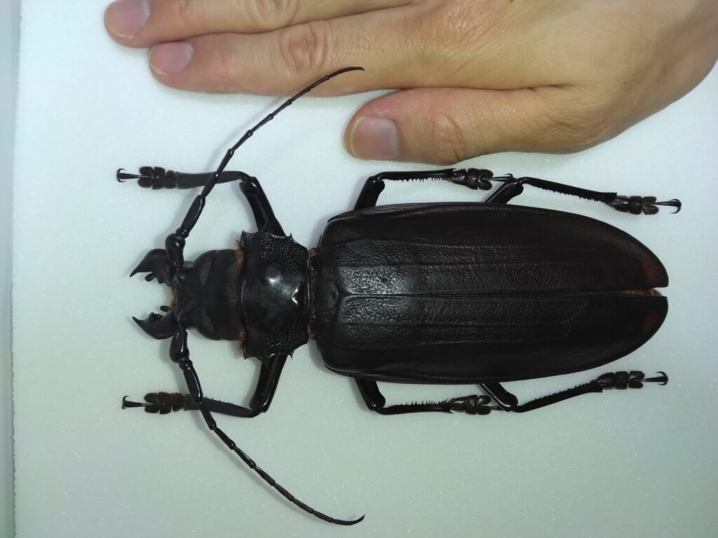 150mm】タイタンオオウスバカミキリ カブトムシクワガタハナムグリ昆虫