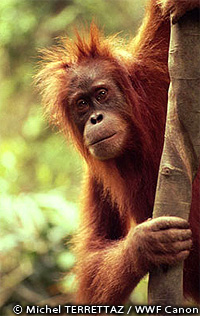 オランウータンの生態と、迫る危機について ｜WWFジャパン