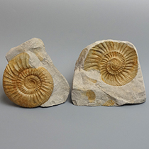 アンモナイト（Ataxioceras）｜化石販売・鉱物販売の東京サイエンス