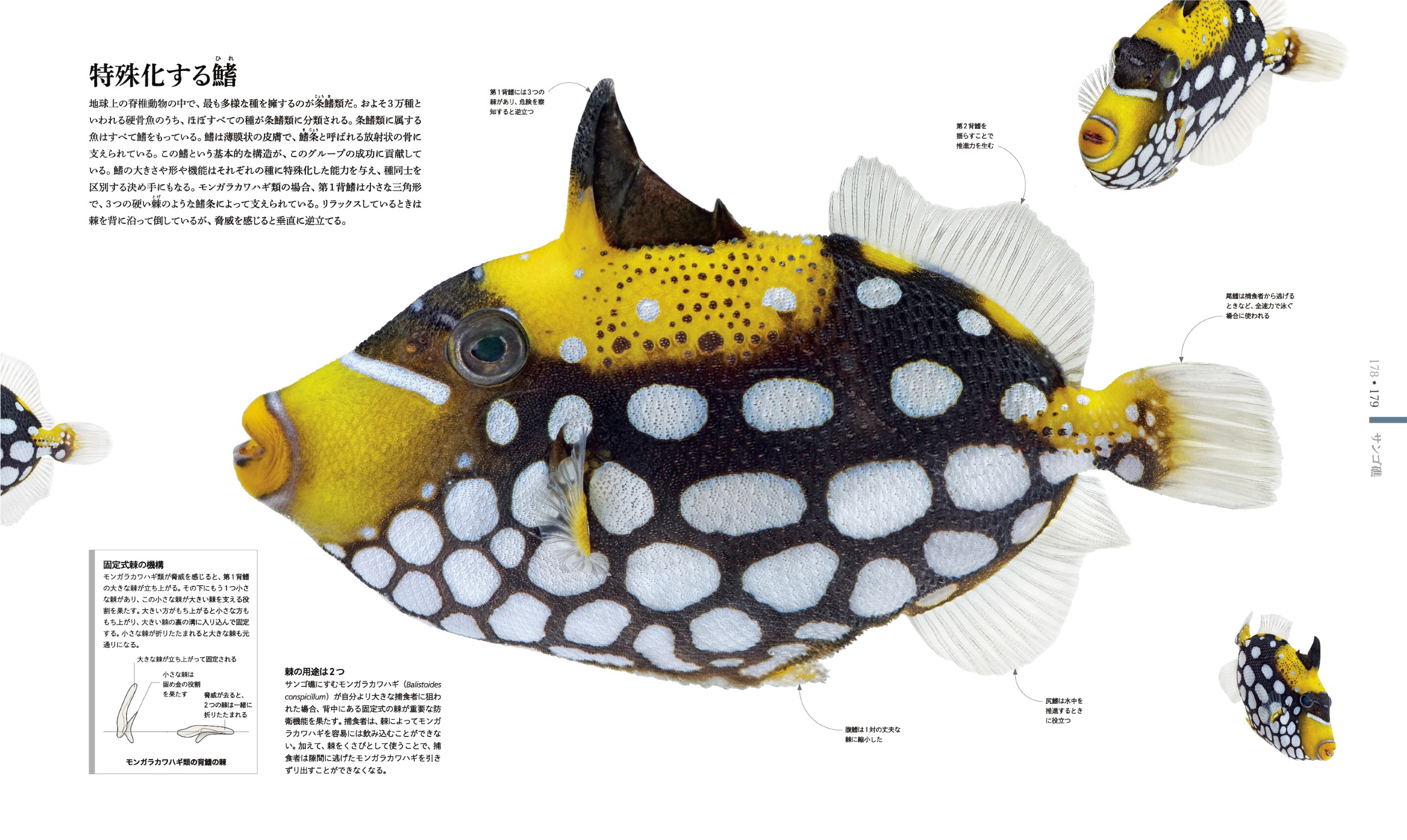 東京書籍】 一般書籍 自然科学 OCEAN LIFE 図鑑 海の生物