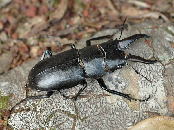 ハチジョウノコギリクワガタ｜公園へ行こう！