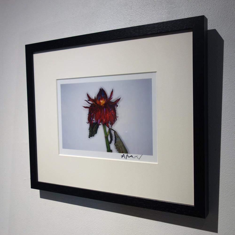 色情花～Painting FlowerPainting Flower|荒木経惟Nobuyoshi Araki