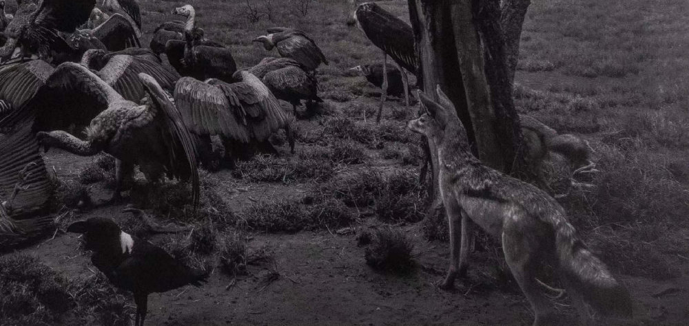 Hyena–Jackal–VultureHyena–Jackal–Vulture|杉本博司Hiroshi Sugimoto