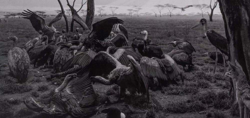 Hyena–Jackal–VultureHyena–Jackal–Vulture|杉本博司Hiroshi Sugimoto