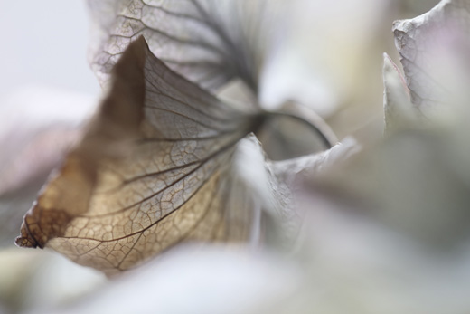 フラワーボール(3D) レッドボールFlowerball (3D) Red ball|村上隆