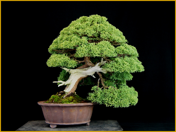 真柏 シンパク 盆栽