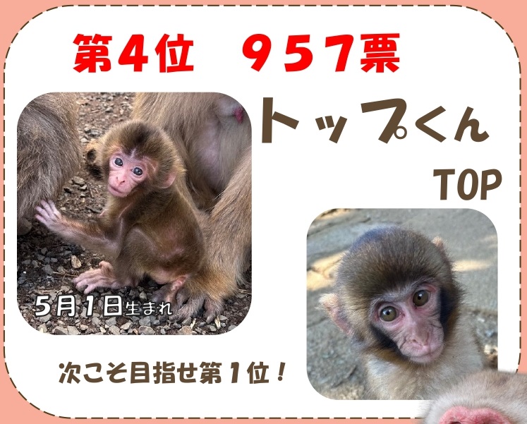 赤ちゃんコンテスト2024結果 | 高尾山さる園ブログ