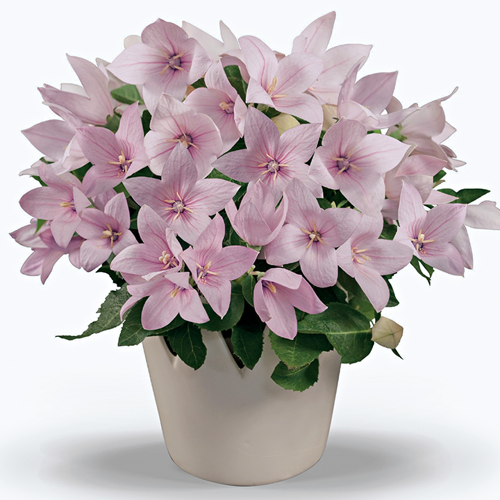 桔梗 ｜ 品種カタログ ｜ 調べる ｜ タキイ種苗株式会社