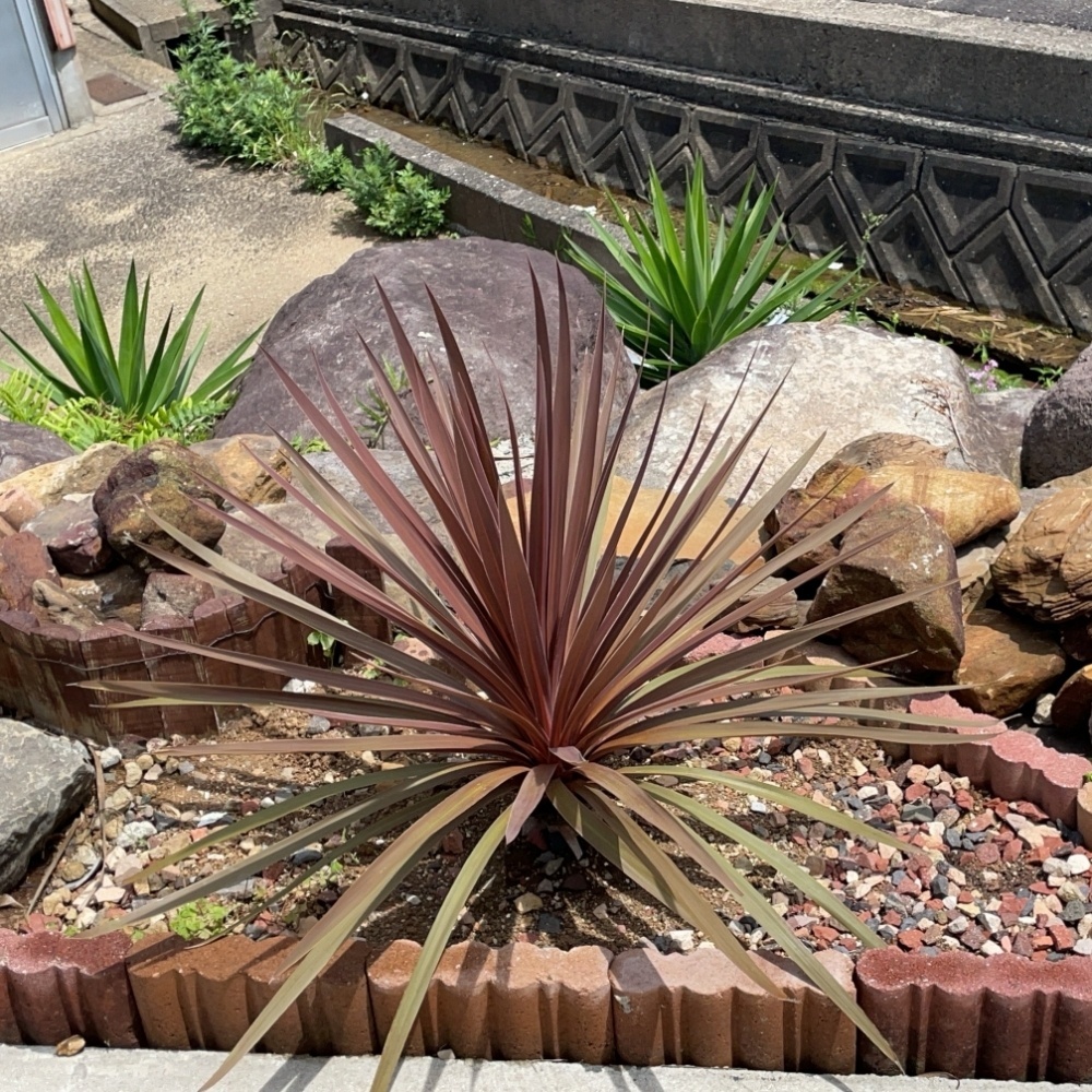 ガーデニングメイトザッカガーデンメガハウス GARDENS MOSS - GARDENS