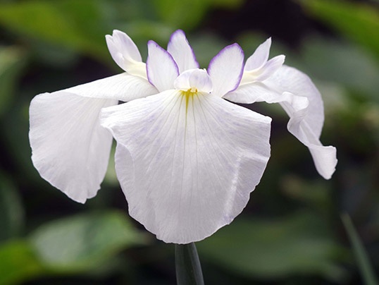 品種一覧 | 花菖蒲（ハナショウブ）図鑑 | 田淵俊人