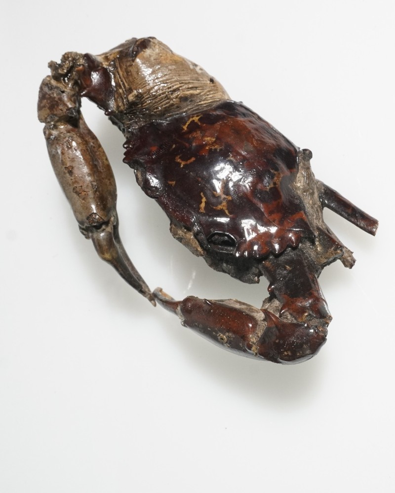 カニ 標本 と貝の化石 aflo_205546947.jpg