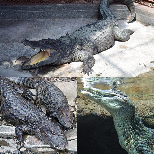 アリゲーターとカイマンって？ワニ革辞典 - SANKYO BLOG