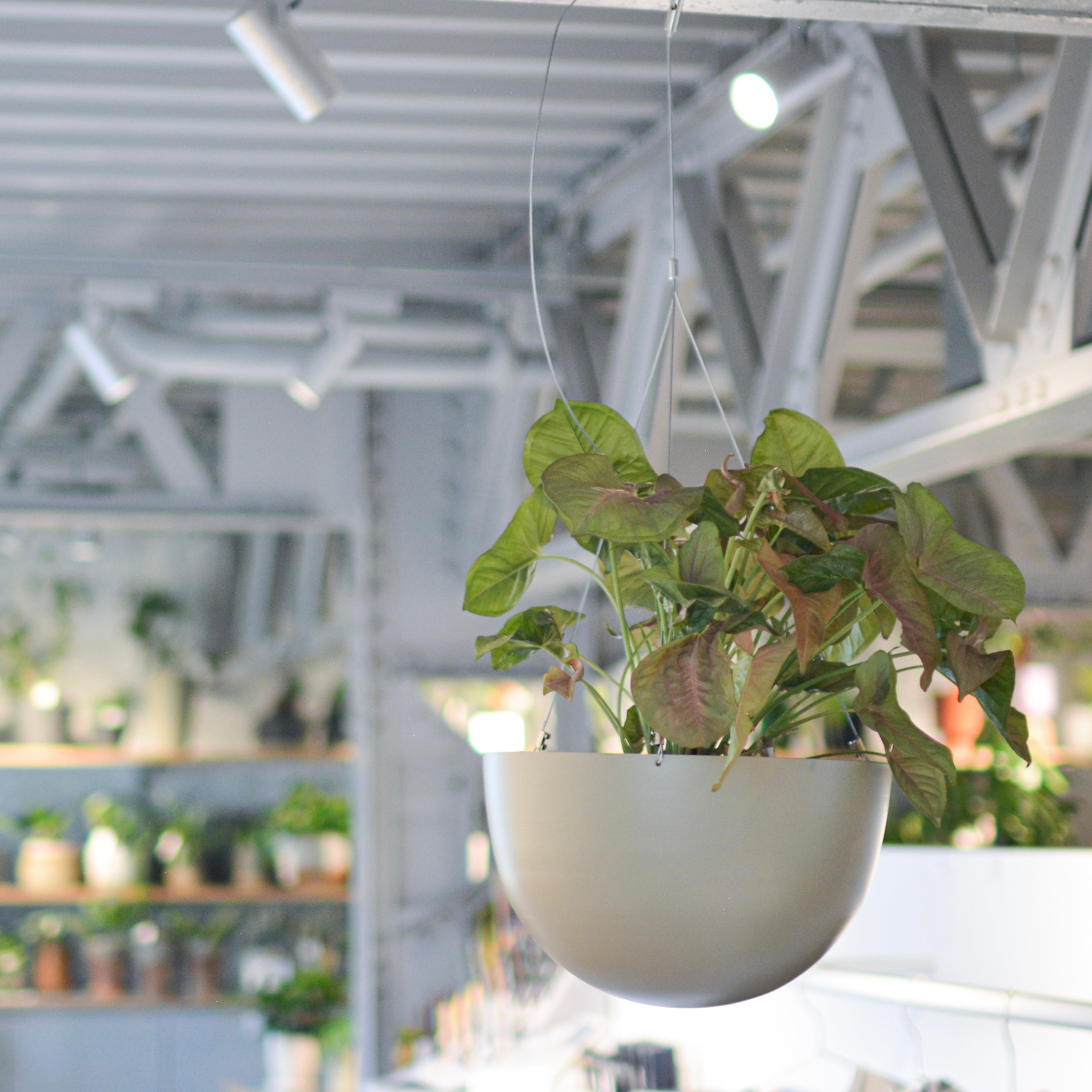 ラウンドハンギングプランター I 植木鉢 I プラントソサエティ