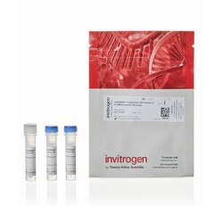 LIVE/DEAD™ Fixable Olive (557) Viability Kit, for 488 nm