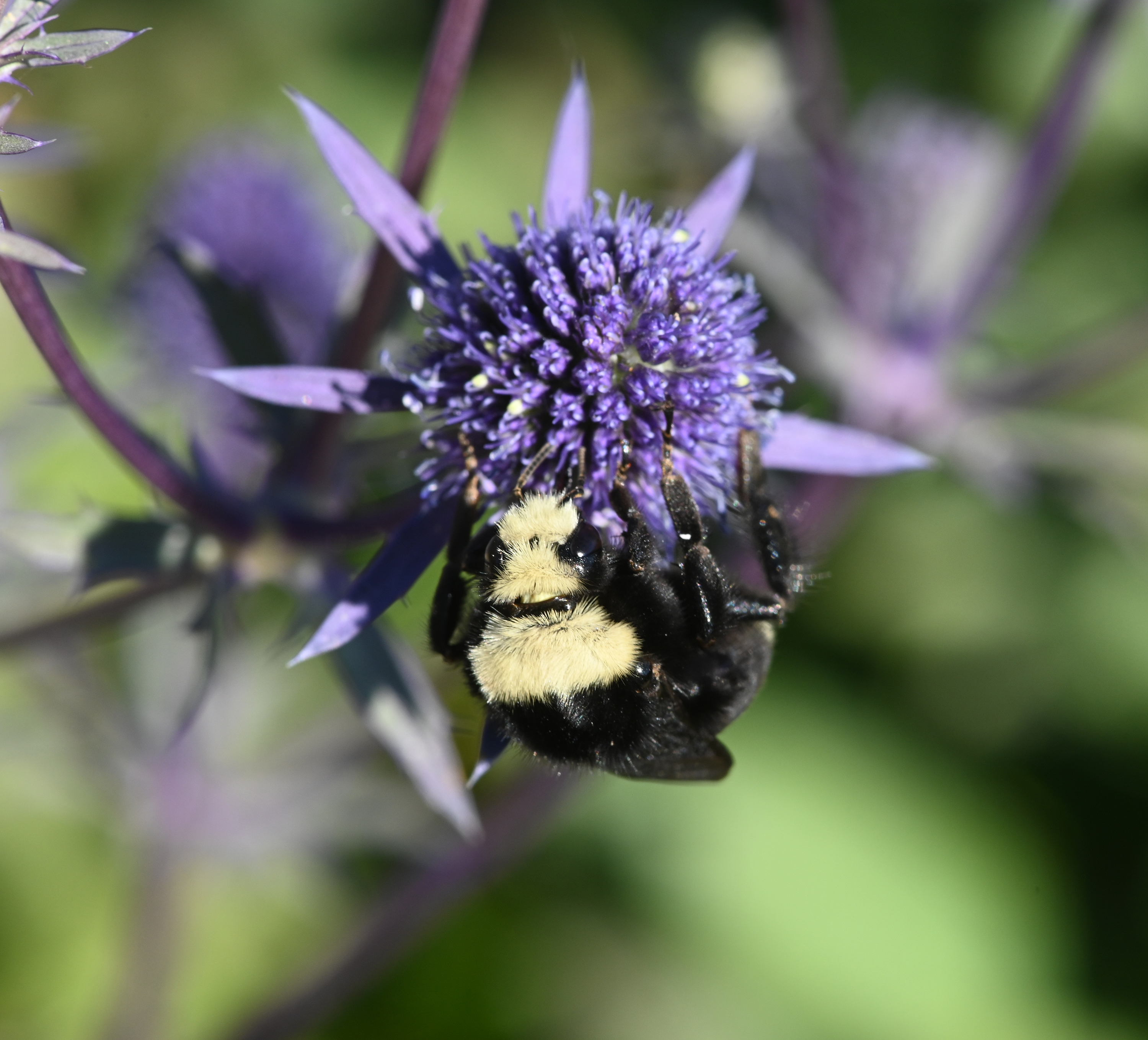 Bohart Museum to sponsor annual bumble bee contest – The Vacaville