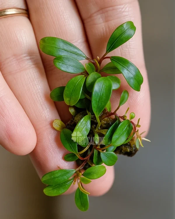 Bucephalandra Melawi - Tropical Zone