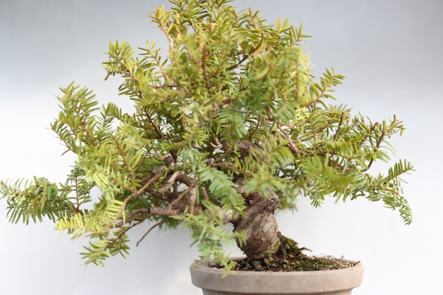 ミニチュア盆栽添配駿河山正龍神人が盆栽を愛でている盆栽byこつこつじい様