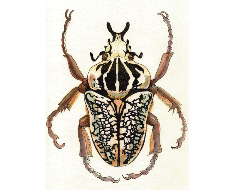 コレクションシリーズゴライアスオリエンタリス-2