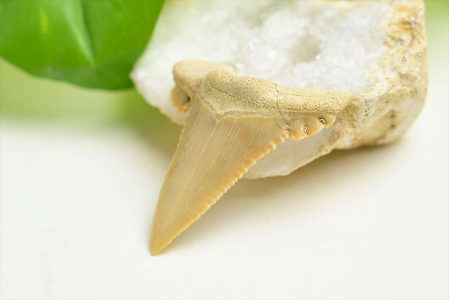 サメの歯 [GR215] ホホジロザメ ホオジロザメ 化石 コレクション サメ