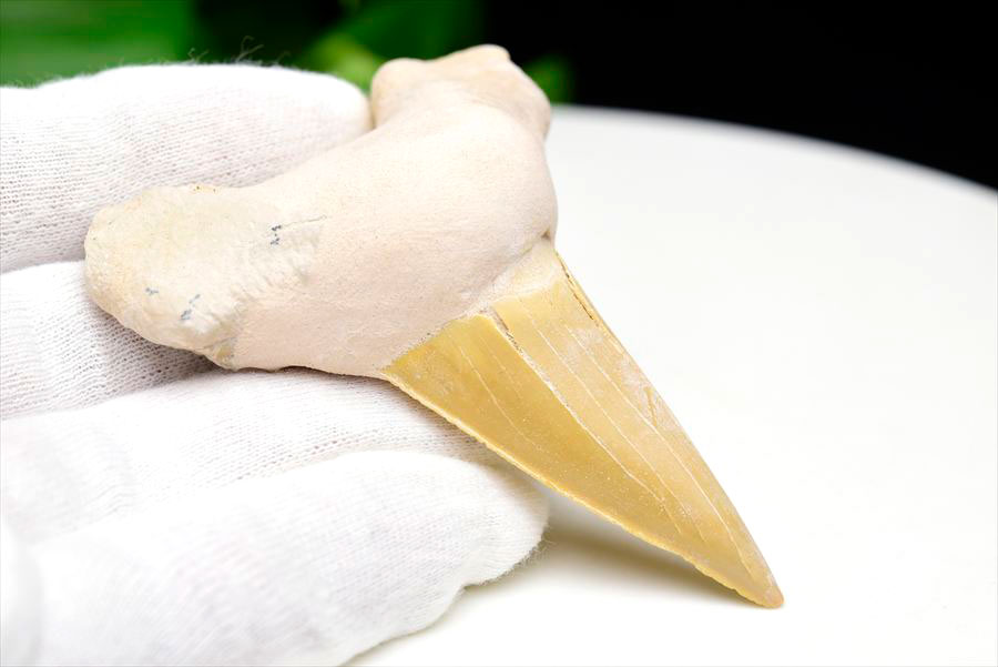 サメの歯 化石 モロッコ産｜オトドゥス オブリクス｜大きめ