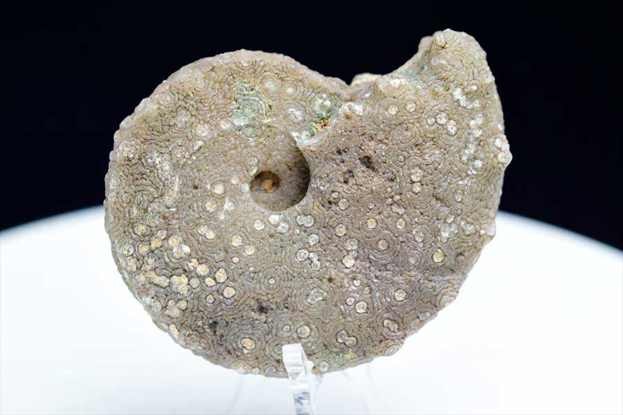 モロッコ産アンモナイト 化石 方解石化｜非研磨｜ammonite｜アップ