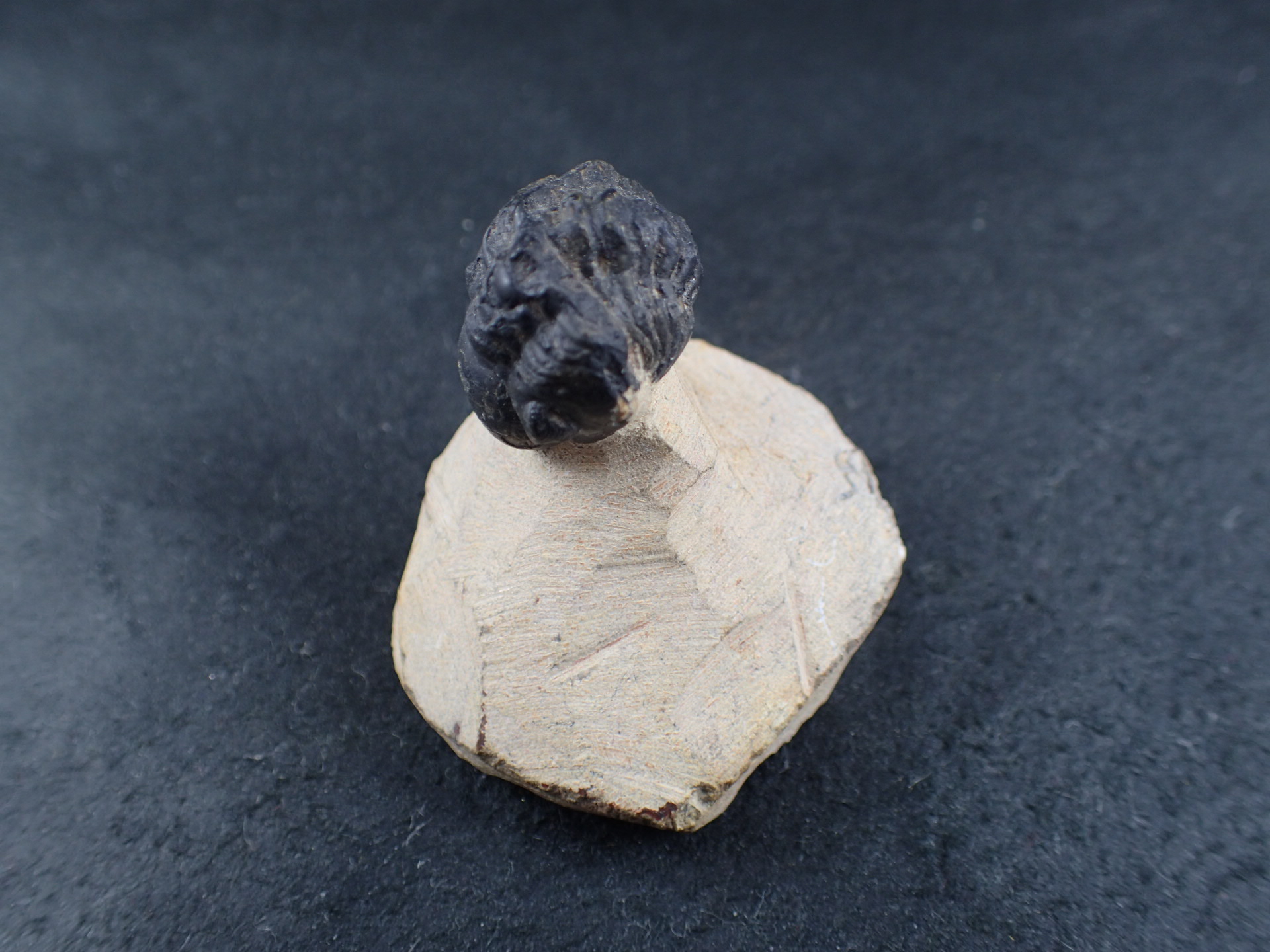 三葉虫 化石 ボリビア産 南アメリカ trilobite Bolivia三葉虫② 三葉虫