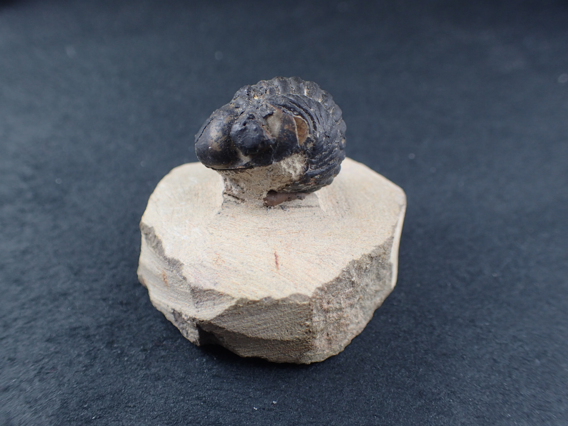 三葉虫 化石 fossil ボリビア trilobite 海生動物 三葉虫識別⑧ 三葉虫