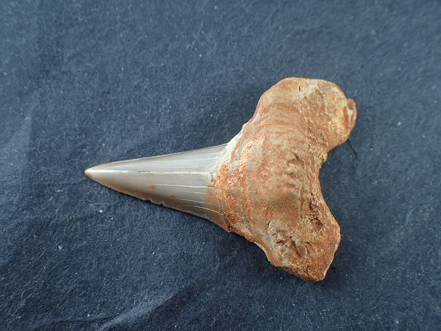 サメの歯化石 学名「Lanna Obliqua」 Khonibga, Morocco産 ｜石の販売