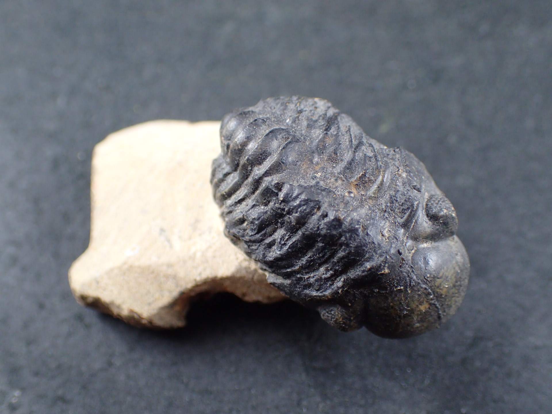 三葉虫 化石 fossil ボリビア産 trilobite 南アメリカ化石郡① 三葉虫