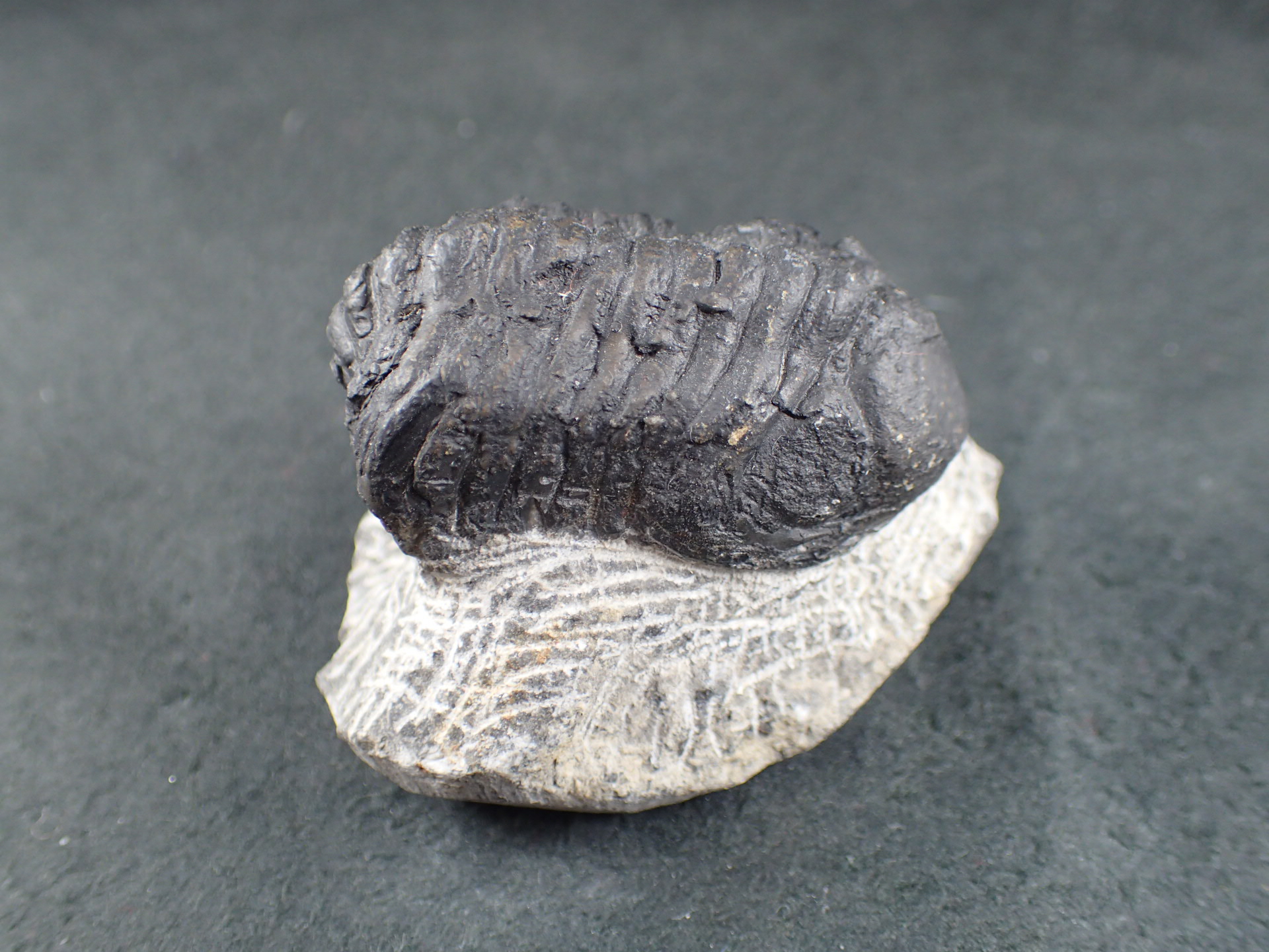 三葉虫 化石 fossil ボリビア産 trilobite 南アメリカ化石郡① 三葉虫