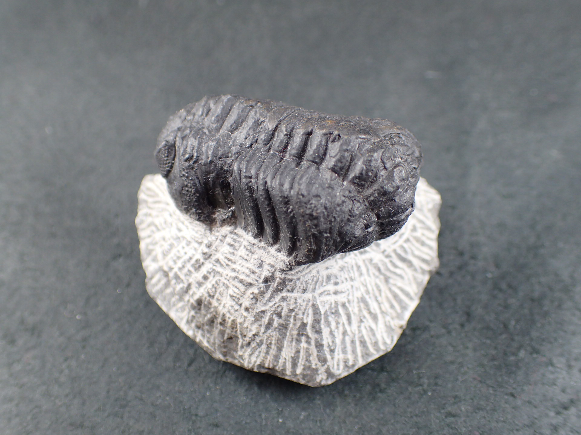 三葉虫 化石 三葉虫化石 究極のレトロ fossil ボリビア産 化石管理番号