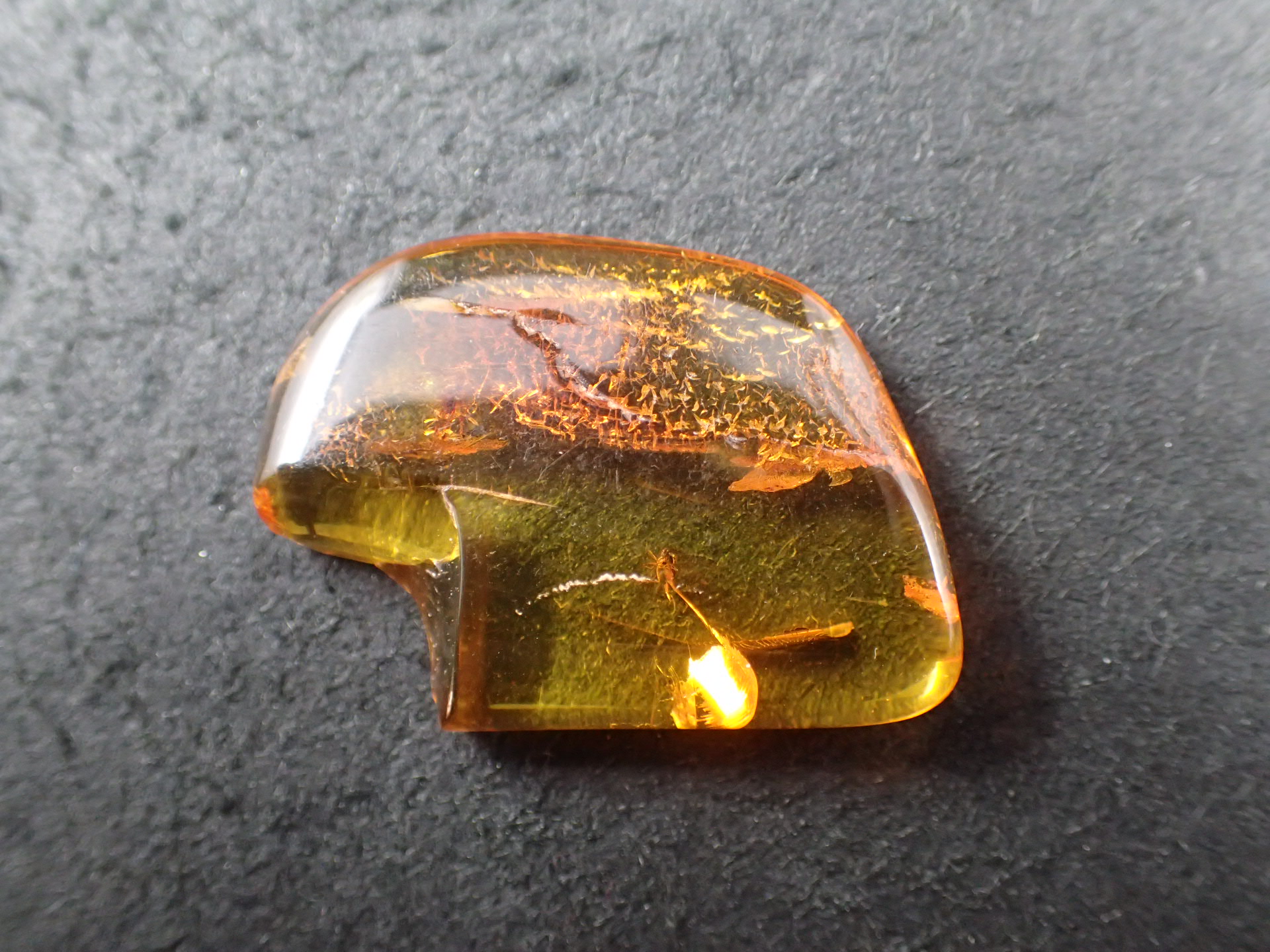 最高品質天然虫入り琥珀(Insect in Amber) Lithuania ( Nordic Baltic
