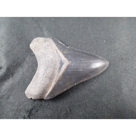 本物 メガロドンの歯 化石 サメ 12cm アメリカ合衆国 本物 メガロドン