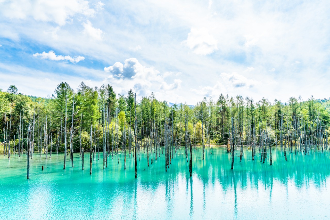 白金青い池｜観光スポット｜【公式】北海道の観光・旅行情報サイト