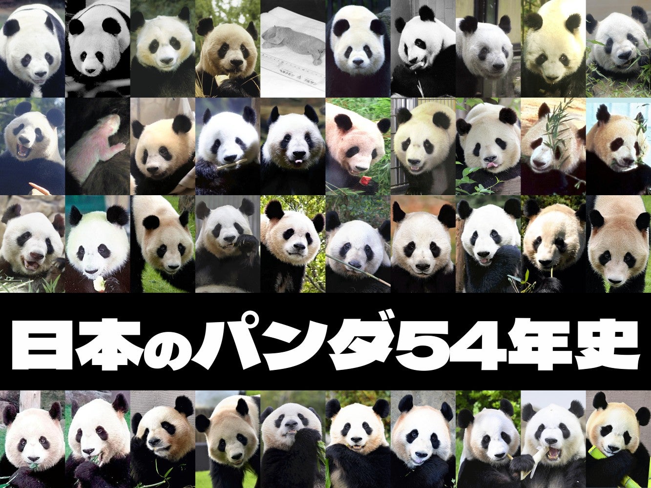 関係悪化で日中首脳会談の実現見通せず、「ゼロパンダ」長期化か