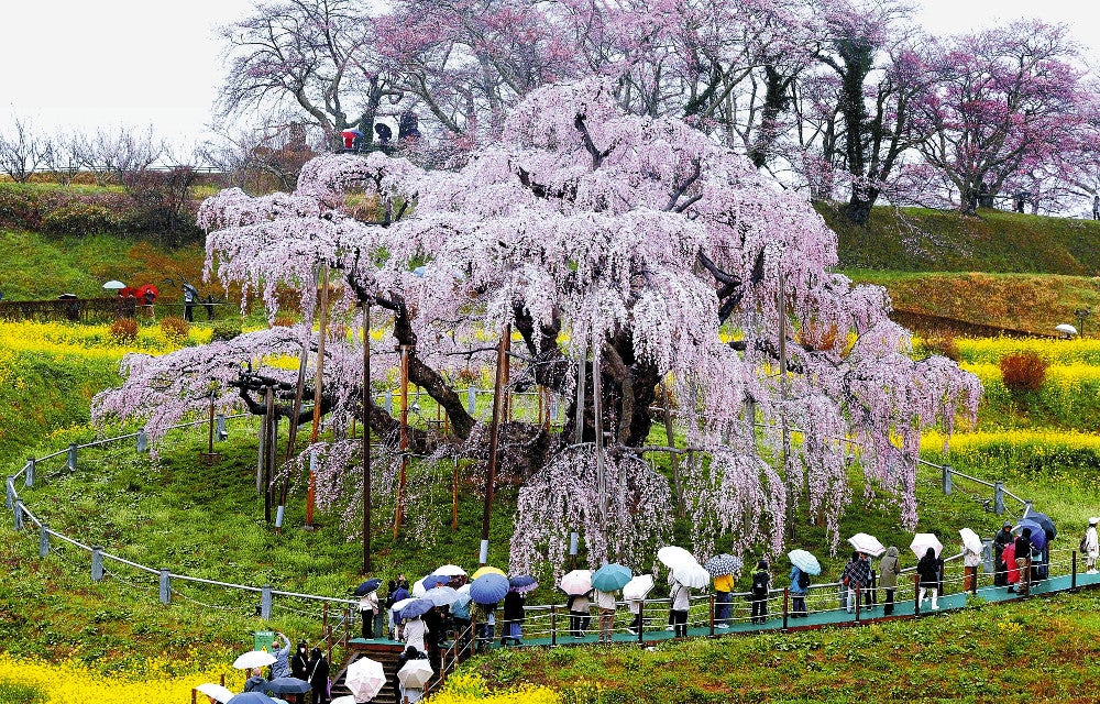 三春滝桜が満開 福島県三春町:樹齢1000年以上のベニシダレザクラ