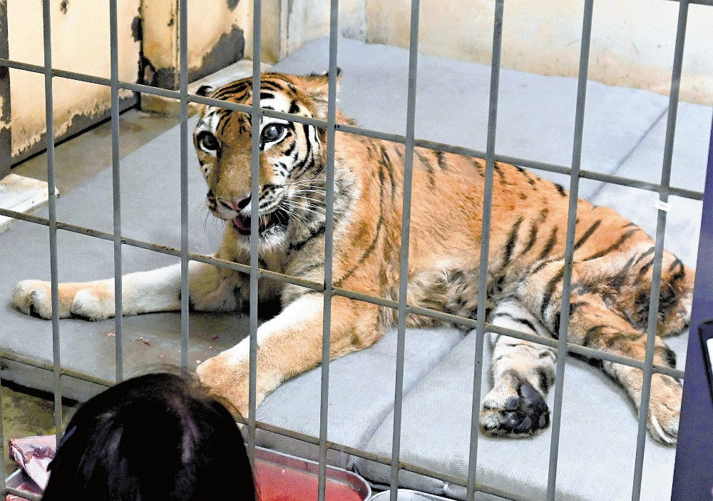 北海道：釧路市動物園の四肢に障害のあるトラ「ココア」、17歳の誕生