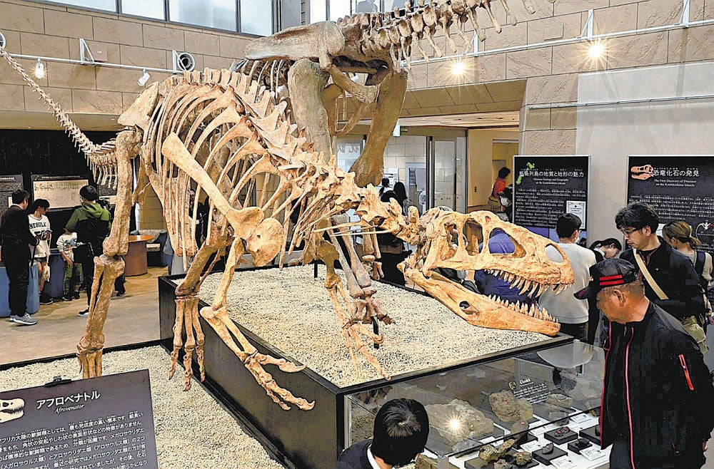 国内初の発見・ケラトプス類の歯の化石など500点…鹿児島・薩摩川内