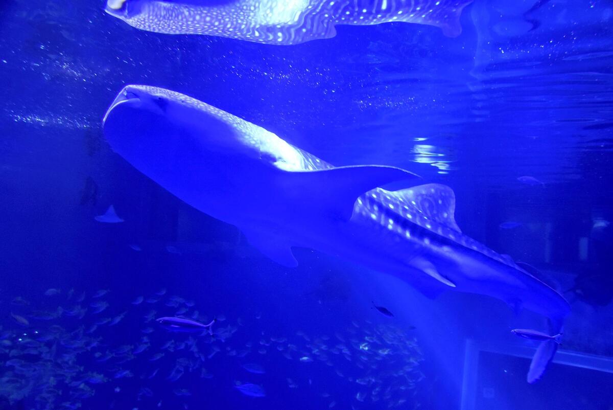 石川：ジンベエザメ「モモ」天国へジンベイザメ「モモ」天国へ：地域