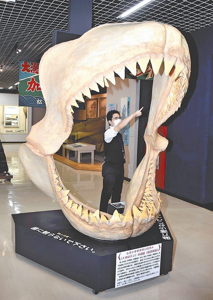 あんぐり開いた口は高さ2メートル、油壺マリンパークにあった